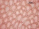 4 - Cellule della lamina in visione superficiale